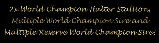 Two Time World Champion Halter Stallion, Multilple World Champion Sire and Multiple Reserve World Champion Sire!