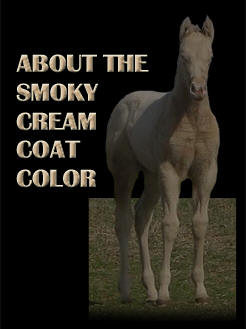 About the Smoky Cream coat color