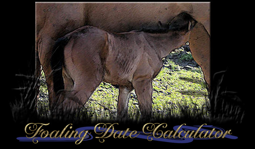 Foaling Date Calculator and Mare Care.