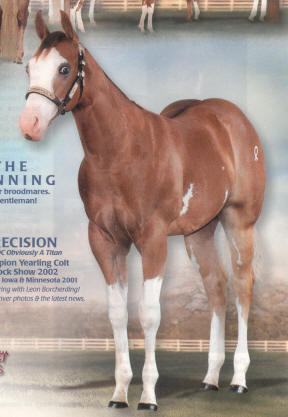 DC Precision as a weanling.