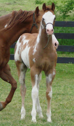 Sparked By Precision as a weanling.