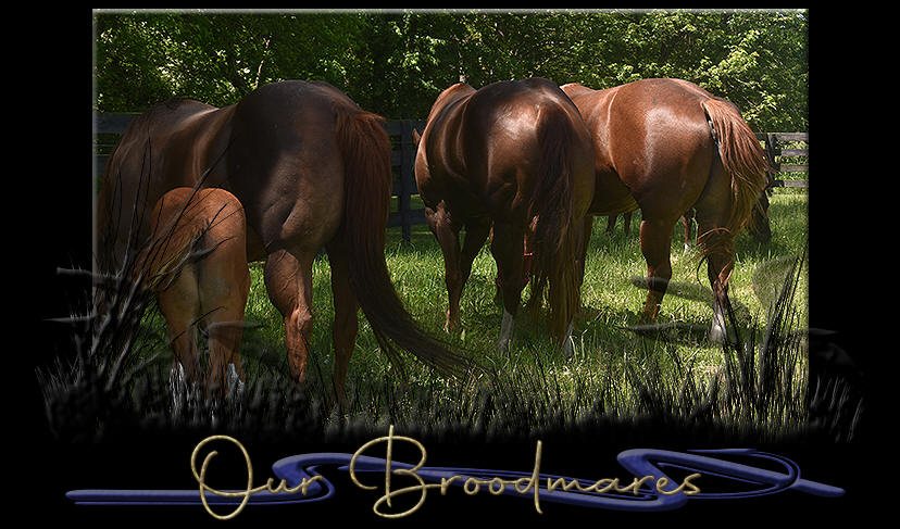 The Broodmares at Double L Acres.