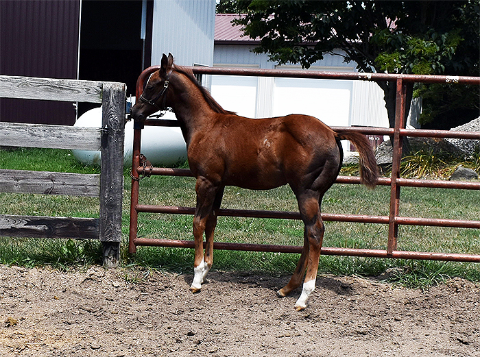 Double L Acres Horses for Sale