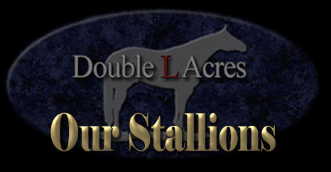 Our Stallions at Double L Acres